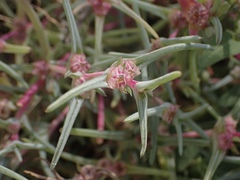 Salsola soda