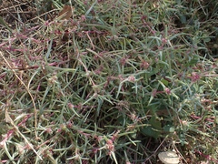 Salsola soda