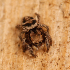 Habronattus festus