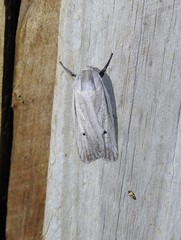 Maroga setiotricha