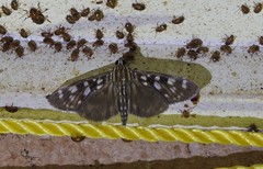 Pygospila bivittalis