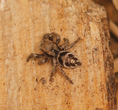 Habronattus festus