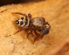 Talavera minuta