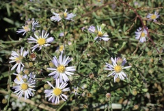 Symphyotrichum lentum