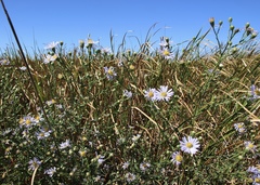 Symphyotrichum lentum