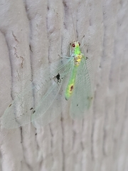 Leucochrysa insularis
