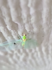 Leucochrysa insularis