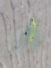 Leucochrysa insularis