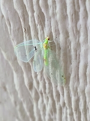 Leucochrysa insularis