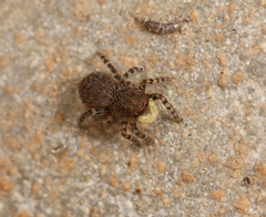 Talavera minuta