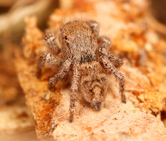 Habronattus festus