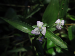 Murdannia keisak