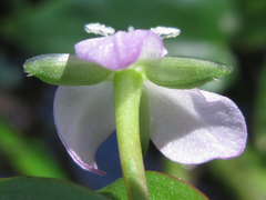 Murdannia keisak
