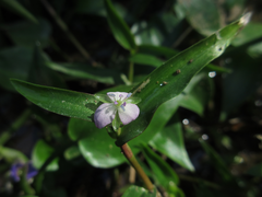 Murdannia keisak