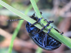 Chrysolina exanthematica