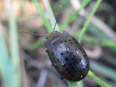 Chrysolina exanthematica