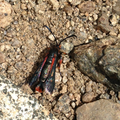 Synanthedon polygoni