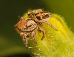 Habronattus festus