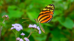 Melinaea lilis imitata
