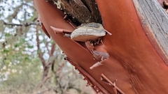 Phellinus arctostaphyli