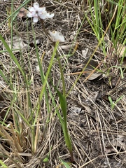 Wurmbea biglandulosa