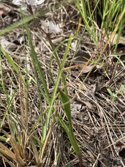 Wurmbea biglandulosa