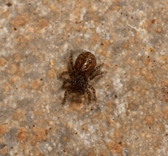Talavera minuta