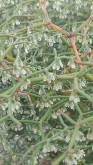 Eriogonum rixfordii