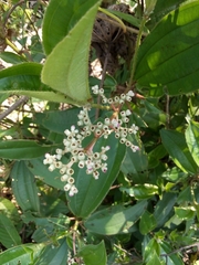 Miconia ciliata