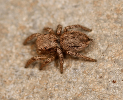 Habronattus altanus