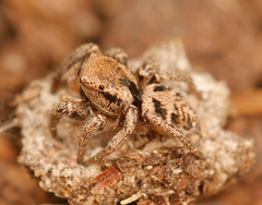 Habronattus festus