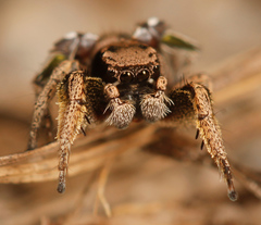 Habronattus festus