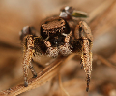 Habronattus festus