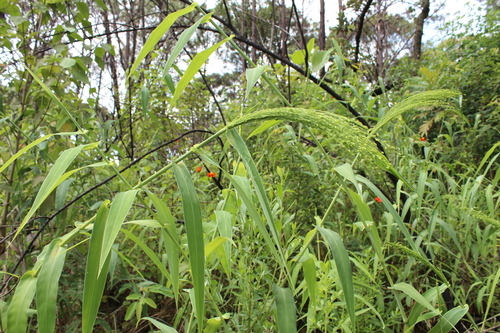Lasiacis procerrima, 2020-09-11