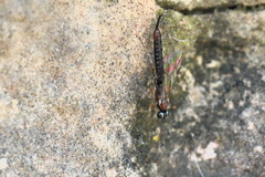 Clistopyga incitator