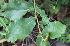 Quercus castanea