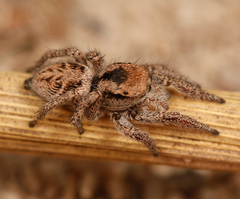 Habronattus festus