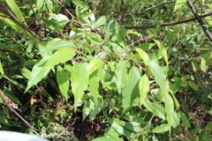 Prunus serotina