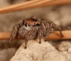 Habronattus festus