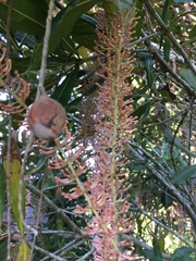 Macadamia integrifolia