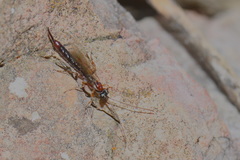 Clistopyga incitator