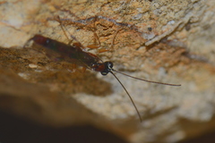 Clistopyga incitator