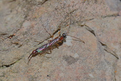 Clistopyga incitator