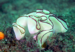 Teichonopsis labyrinthica