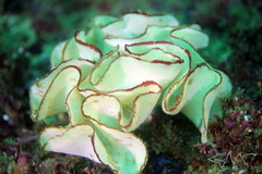 Teichonopsis labyrinthica