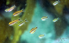Little Siphonfish photo 3