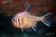 Trachichthys australis