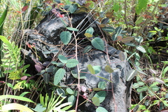 Desmodium uncinatum