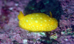 Doris chrysoderma