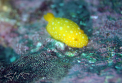 Doris chrysoderma
